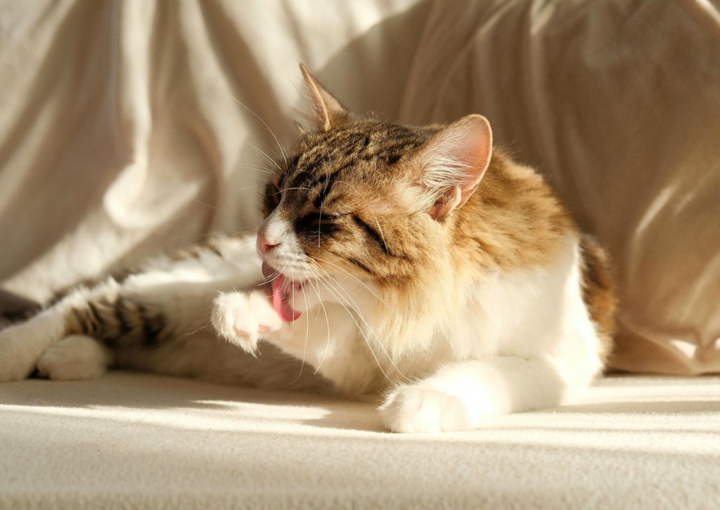 unnamed - 2025-10-24T100037.456