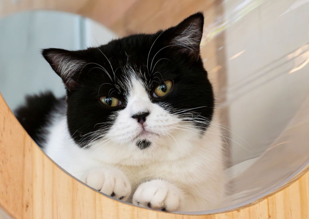 s-blob-v1-IMAGE-AlitGirvgCo