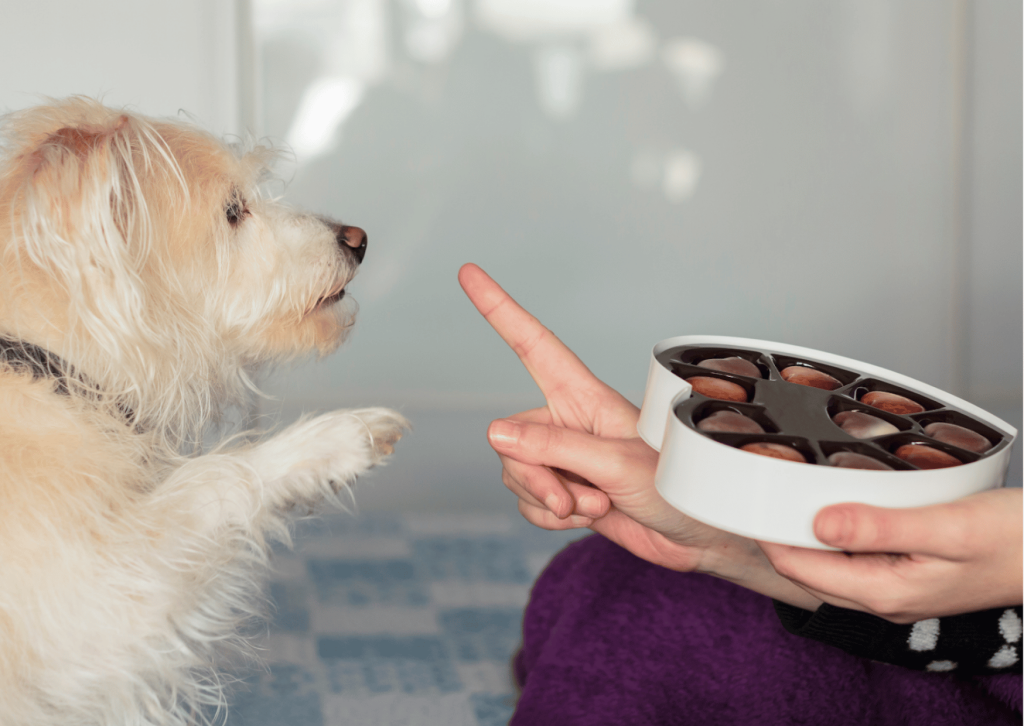 犬のチョコレート中毒
