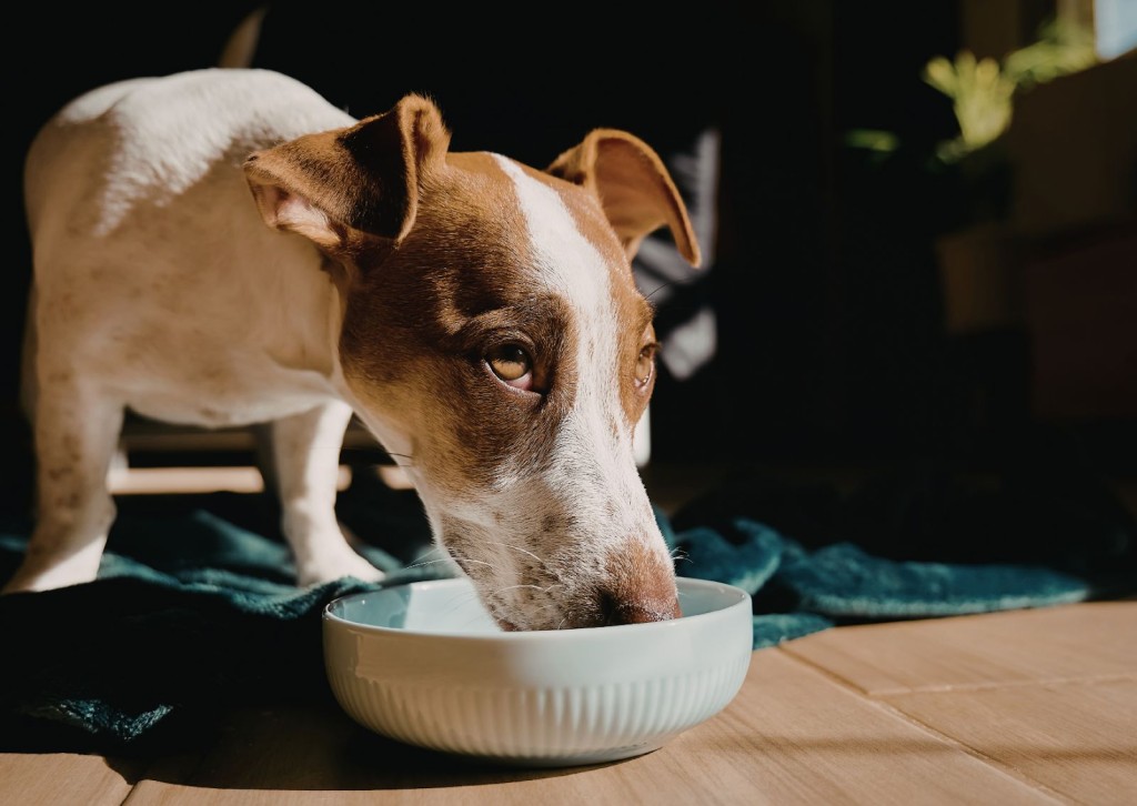 unnamed - 2026-02-20T142852.034