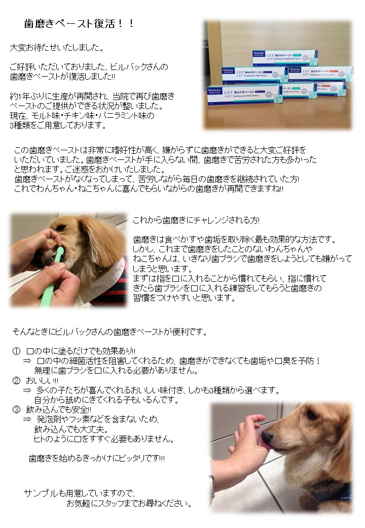 歯磨きペースト復活