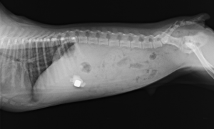 <img src="レントゲン(横から)での胃内異物.png" alt="犬または猫の横向きのレントゲン画像。胃内に明るく写る異物が確認でき、誤飲が疑われる。" />